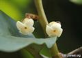 Mabolo ، Kamagong ، butter fruit  